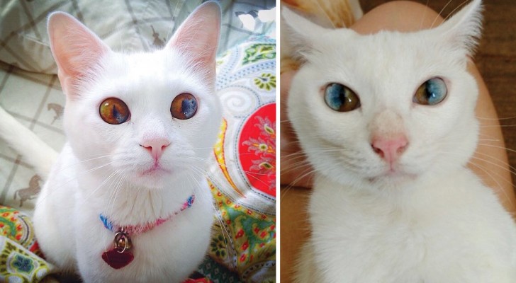 Eterocromia settoriale: gli occhi di questi gatti vi faranno innamorare all'istante