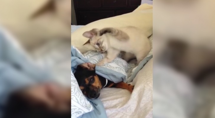 Wat Zijn De Verschillen Tussen Hond En Kat? Je Ziet Het In Deze Video Die Je Laat Lachen!