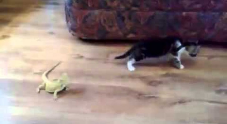 Gattino contro lucertole