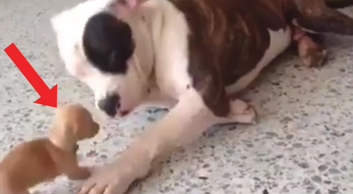 Die entzückende "Auseinandersetzung" zwischen einem Pitbull und einem Chihuahua: der einzige Hundekampf den wir sehen mögen! 