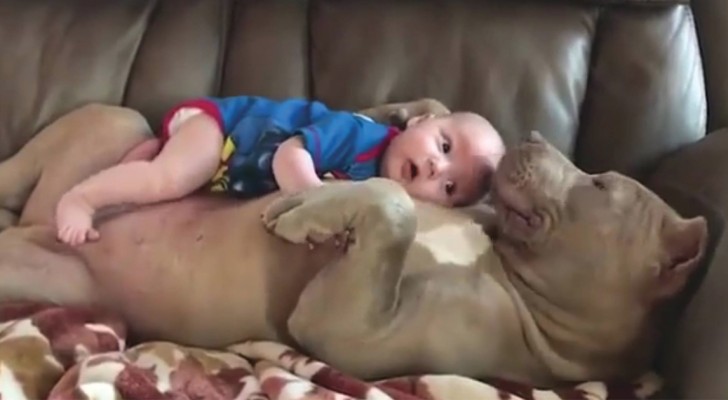 A baby and a pit bull --- such delightful sweetness is so touching!