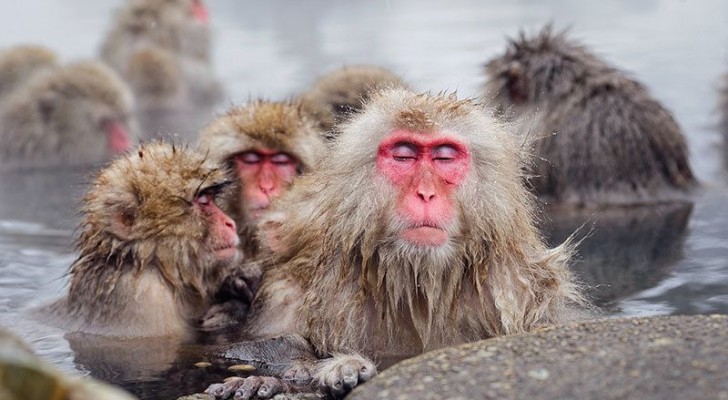 Scimmie che si rilassano nelle acque termali: le immagini sono pura poesia