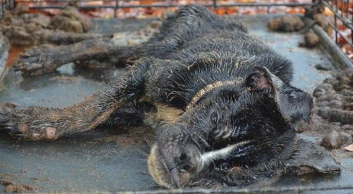 Toen deze hond werd gevonden in een kooi, zat ze op het randje van de dood: als je haar nu ziet, herken je haar niet meer terug!