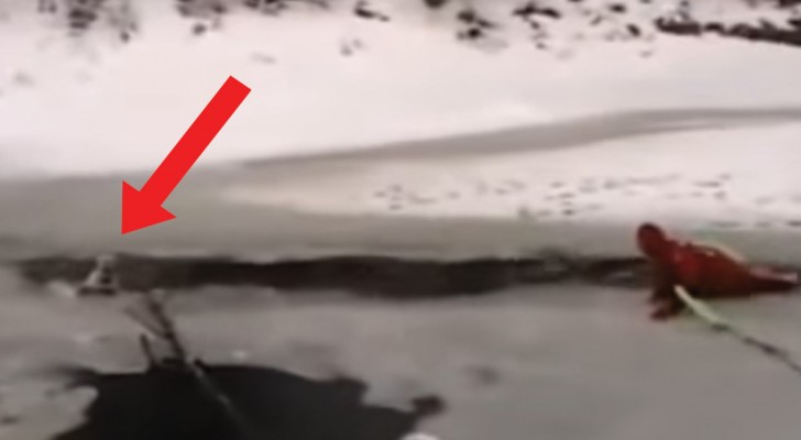 A dog is rescued from freezing to death in an icy river! A thrilling story!