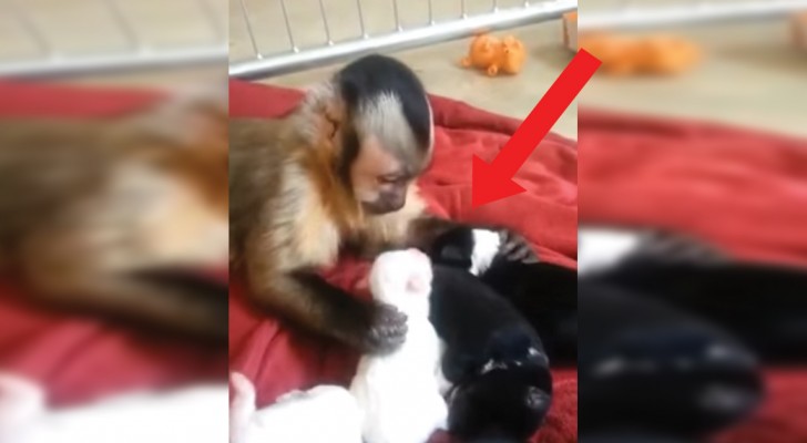 Le singe prend soin d'une portée de chiots: la douceur de ses gestes est touchante