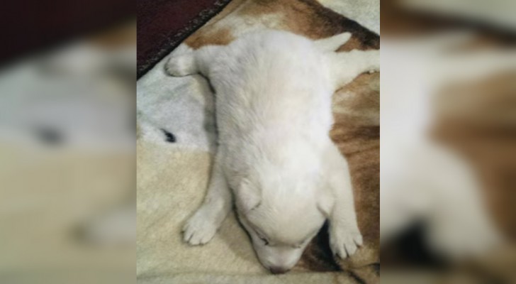 A Siberian Husky puppy was saved from being euthanized....TWICE! 