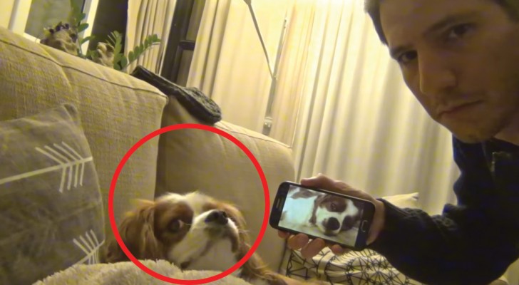 Filma il cane mentre russa e poi gli mostra il video: l'espressione che compare sul muso è esilarante