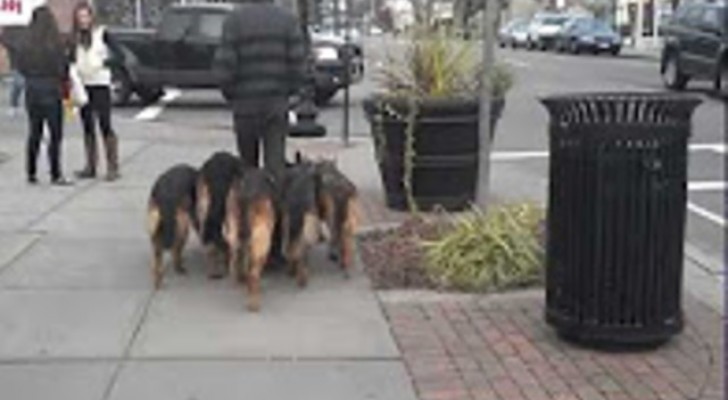 Ein Mann geht zusammen mit seinen 4 Hunden spazieren. Leinen? Die sind nicht nötig! 