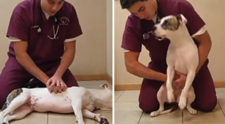 Anche i cani possono soffocare: impara come eseguire la manovra di Heimlich su di loro