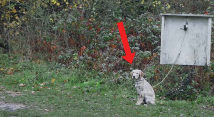 Um menino encontra um cão abandonado: naquele momento sua vida muda para sempre!