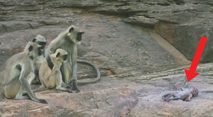 Ils placent un robot singe dans le groupe: ce qu'il se passe lorsqu'il « meurt » étonne les chercheurs