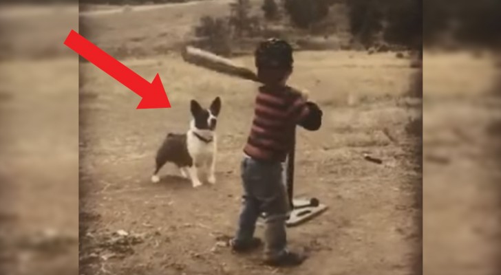 Barnet slänger bollen och hunden springer och hämtar den: det har aldrig varit så roligt och så enkelt att öva på baseball!