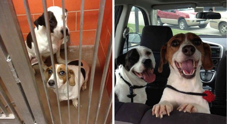 Prima e dopo l'adozione: 16 foto di cani che sono passati dalla gabbia all'amore di una famiglia