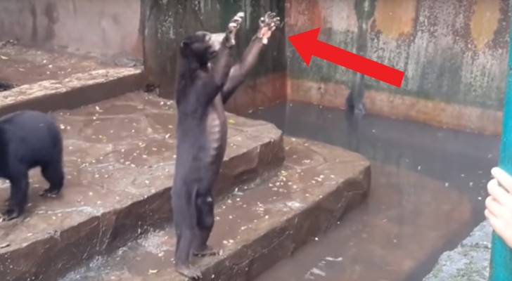 Le zoo de l’horreur : les ours squelettiques implorent les touristes de leur jeter de la nourriture