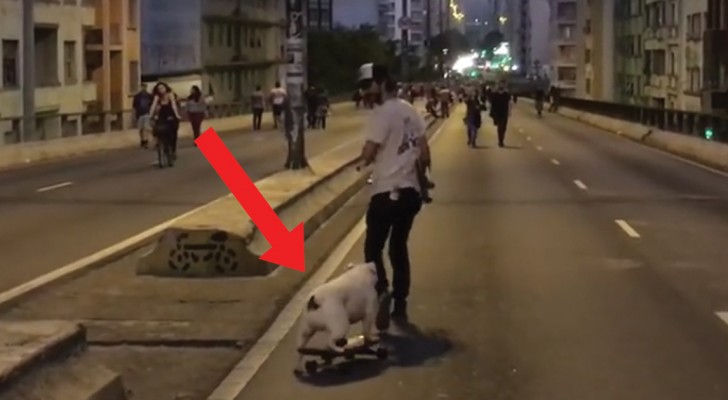 Bulldoggen försöker att fånga skateboarden. När den lyckas så åker den helt själv!