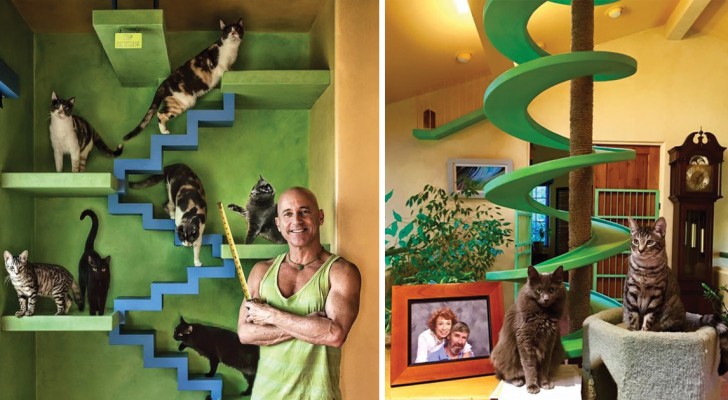 Adotta 15 gatti e trasforma la sua casa in una stanza dei giochi per felini bellissima e intelligente!
