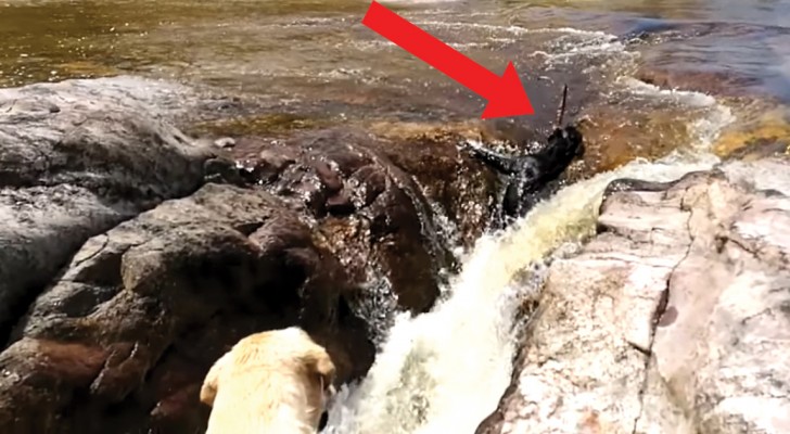 Un cane viene risucchiato via dalla corrente, ma tenete gli occhi sul suo amico... Wow!