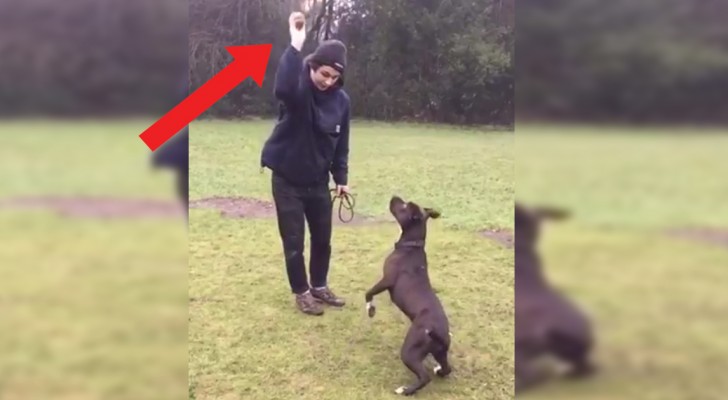 De "meest waakzame" hond ter wereld: wat hij doet nadat zijn baasje de bal lanceert, is onbeschrijfelijk