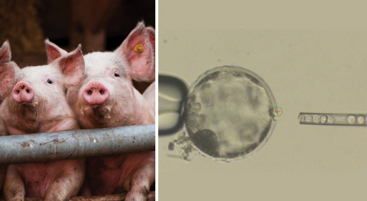 Crescere organi umani nei maiali: ecco la scoperta che rivoluzionerà le operazioni di trapianto
