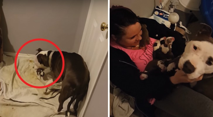 Ze adopteerde haar vlak voordat ze moest bevallen: het gebaar van vertrouwen van deze hond is ontroerend!