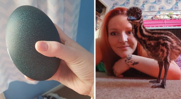 Elle achète sur internet un œuf à 30 $... avant d'accueillir un bel oiseau exotique à la maison!