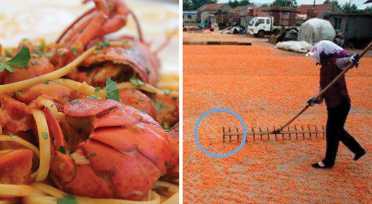 Crevettes colorées : voici les images inquiétantes de comment les crustacés sont rendus plus « appétissants » 