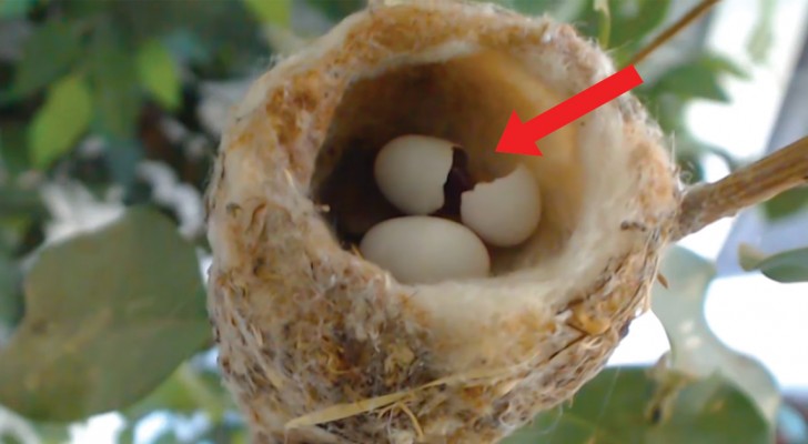 Als er een kolibrie wordt geboren, levert dit spectaculaire beelden op!