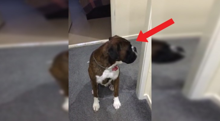 Honden weten precies wat wij zeggen: deze sympathieke boxer levert het bewijs!