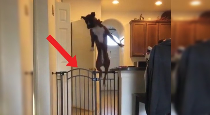 Het baasje roept: Wanneer deze hond een obstakel moet overwinnen doet hij dit met een ongelofelijke atletische actie