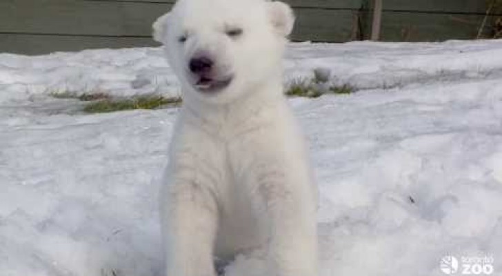 El primer dia en la nieve de un oso polar