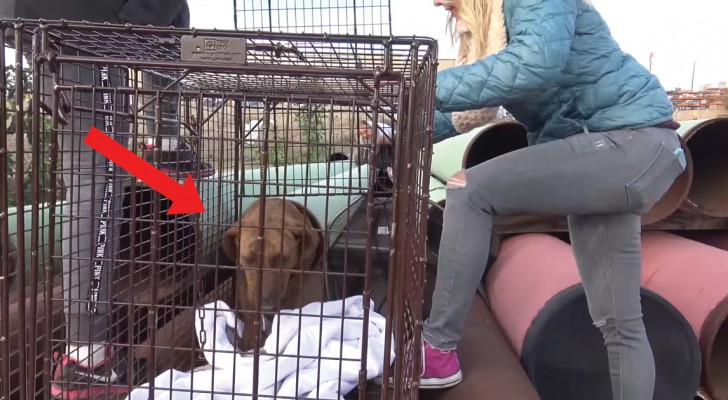 This dog was lovingly rescued from living and hiding in a pipe!