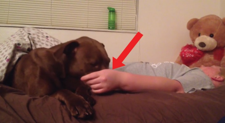 Dit kind is buiten bewustzijn geraakt: dit is hoe een geleidehond hem helpt!