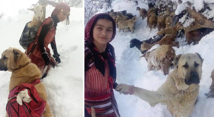Een van haar geiten bevalt in de sneeuw: de jonge herderin redt het dier met behulp van haar hond!