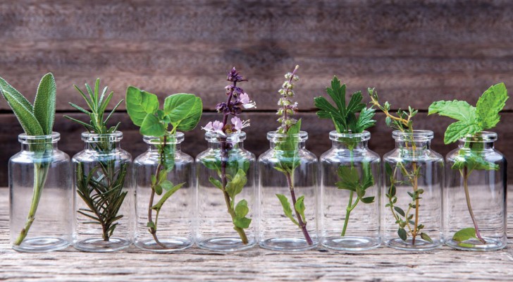 10 kruiden die je thuis in water kunt kweken en een heel jaar kunt gebruiken