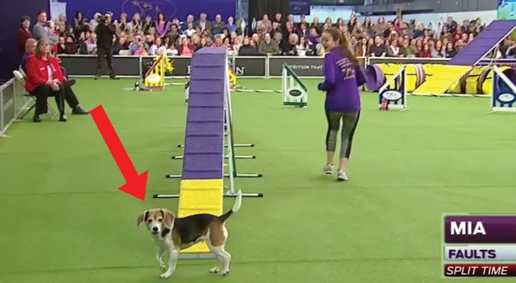 Le beagle se laisse distraire: voici la compétition de chien la plus amusante que vous ayez vue