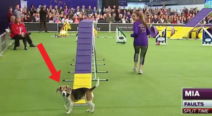 O beagle se distrai em continuação: esta é a disputa de agility dog mais divertida que existe!