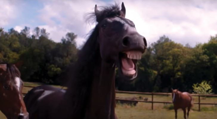 When even HORSES LAUGH you know you are in trouble!