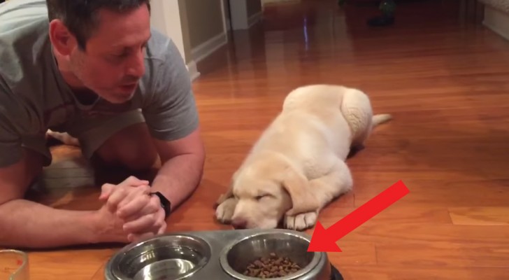 Zijn baasje vult zijn etensbakje, maar de hond valt niet meteen aan: hij is slechts 11 weken oud, maar hij houdt zich al aan de regels!