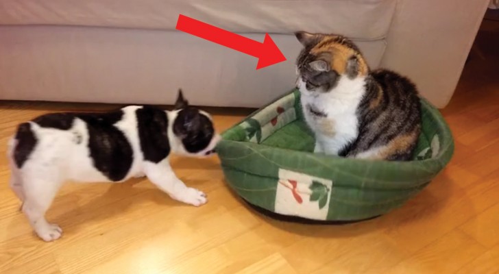 Deze kat heeft het hondenmandje in beslag genomen: de pogingen van het hondje om zijn mandje terug te winnen zijn hilarisch!