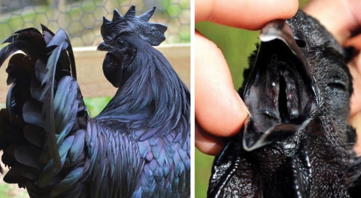 Noir des plumes jusqu'aux organes internes: découvrez ce poulet à l'aspect unique