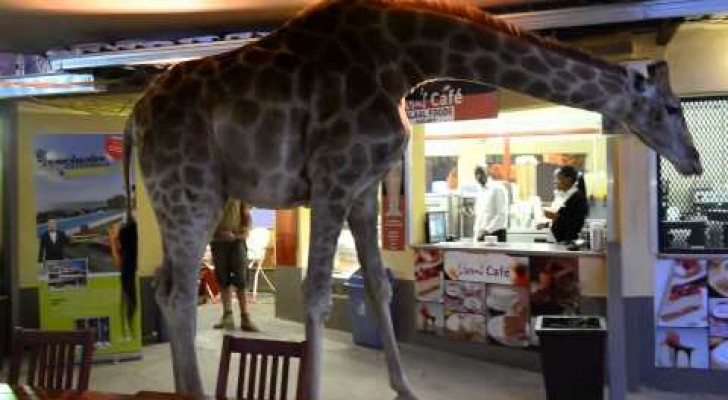Una giraffa si prende un caffè: lungo grazie!