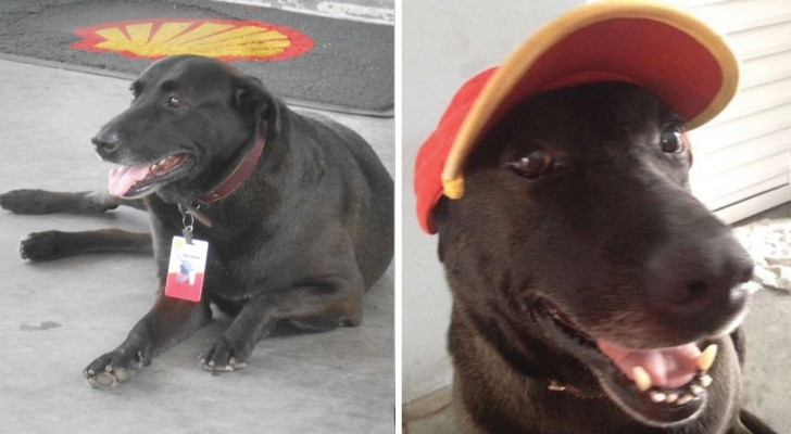 Mensen lieten deze hond achter bij een tankstation... en nu werkt hij daar fulltime! 