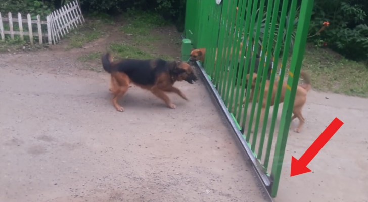 Des chiens séparés se chamaillent à travers une grille. Quand elle s'ouvre? Hilarant!