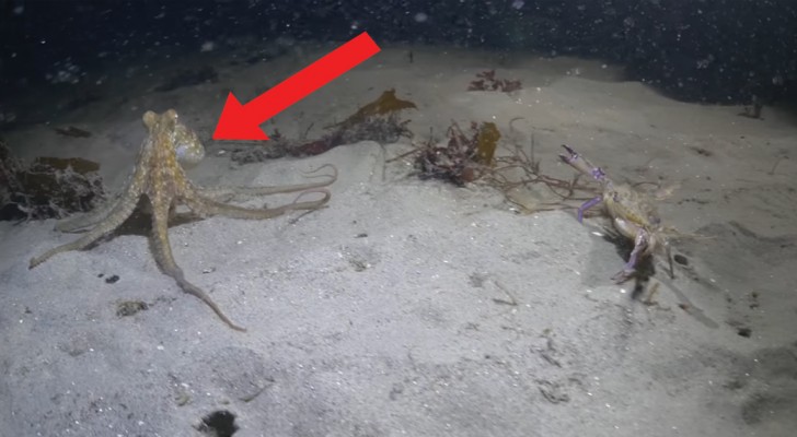 Een inktvis probeert een krab te vangen: je hebt er GEEN IDEE van hoe deze jacht eindigt