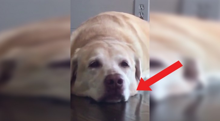 "Say cheese" and this dog actually does it! WHOA!