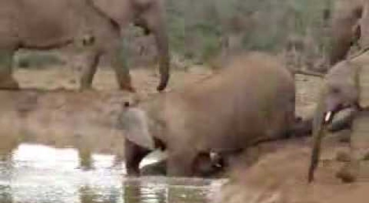 Female elephants rescue a drowning baby 