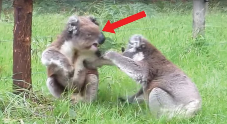 I koala sono dei teneroni? Sì, ma quando litigano... Guardate che carattere!