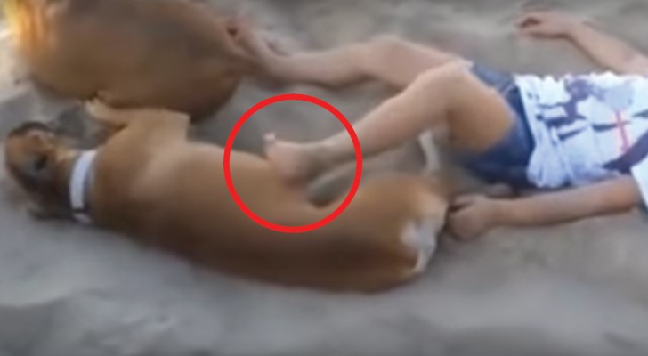 Er schläft aber das Kind stört ihn mit dem Fuß: der Hund erteilt ihm eine tolle Lektion!