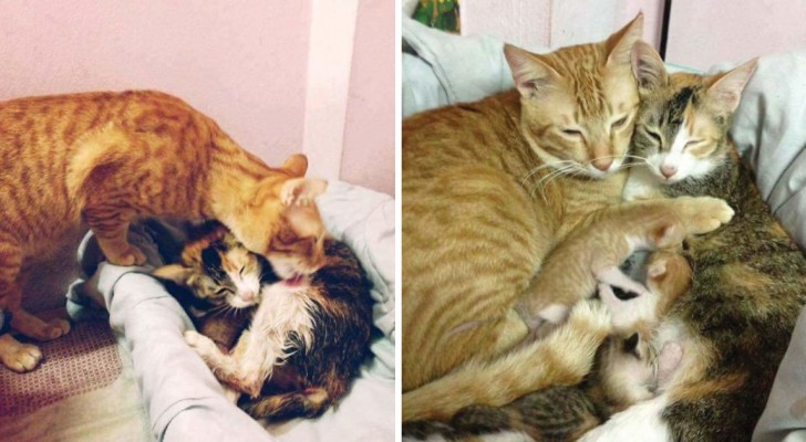 La chatte donne naissance à 4 chatons: la façon dont le papa-chat l'assiste est adorable
