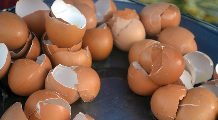 Ab heute werdet ihr Eierschalen nicht mehr weg werfen denn wir erklären euch, wozu sie nützlich sind